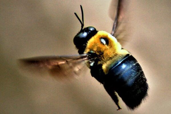 How to Get Rid of Carpenter Bees