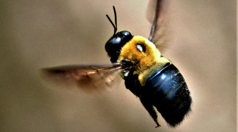How to Get Rid of Carpenter Bees
