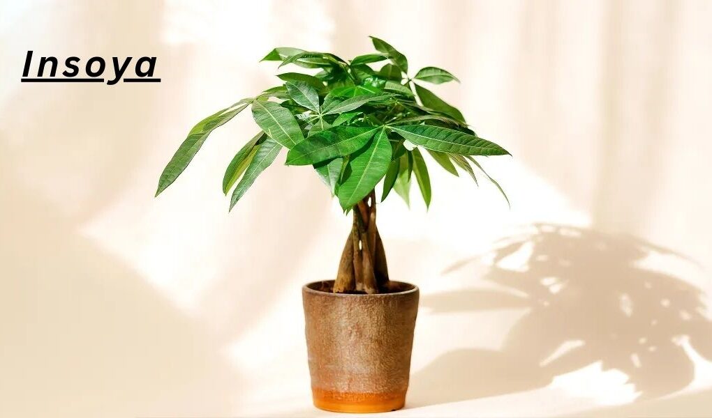 7 Health Benefits of Insoya Plant Protein