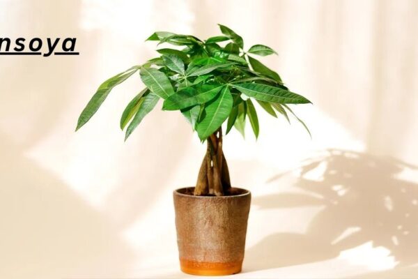 7 Health Benefits of Insoya Plant Protein