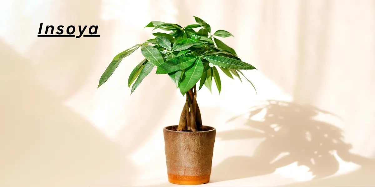 7 Health Benefits of Insoya Plant Protein