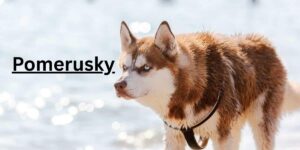 7 Fascinating Facts About the Pomerusky Dog Breed