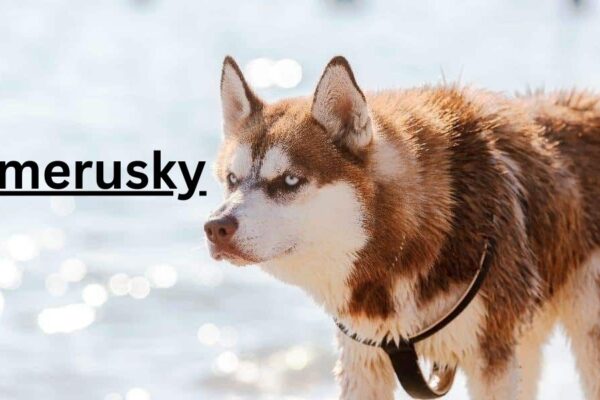 7 Fascinating Facts About the Pomerusky Dog Breed