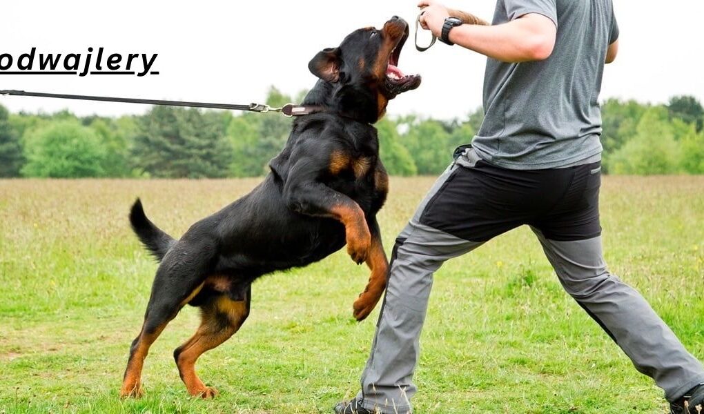 Rodwajlery Guide: 7 Powerful Facts You Should Know