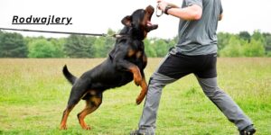 Rodwajlery Guide: 7 Powerful Facts You Should Know