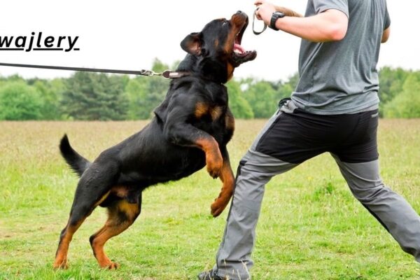 Rodwajlery Guide: 7 Powerful Facts You Should Know