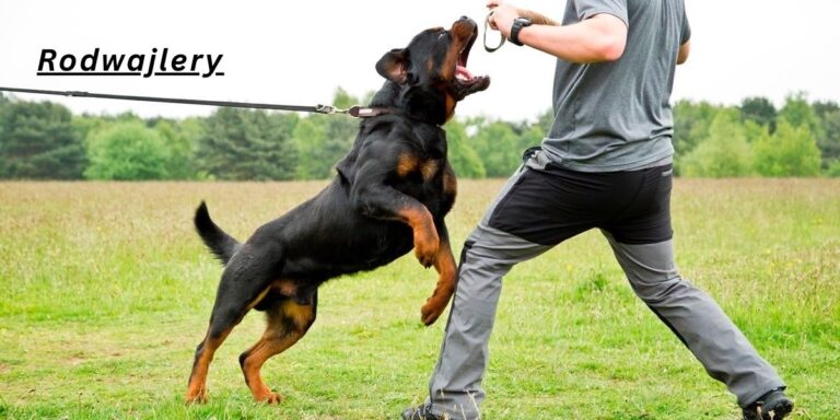 Rodwajlery Guide: 7 Powerful Facts You Should Know